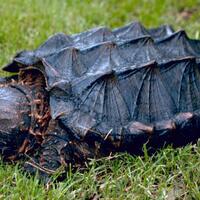 10-daftar-kura-kura-berbadan-besar-yuk-simak-apa-saja-jenisnya