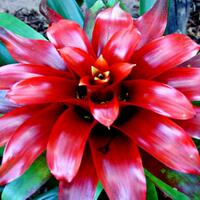 9-cara-menanam-bunga-bromelia-supaya-berkembang-cantik
