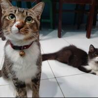 cat-lover-pertama-kali-pelihara-kucing-love-at-the-first-sight-yuk-sharing