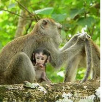 mengagumkan-induk-kera-bisa-menyelamatkan-anaknya-yang-terjepit-di-batu