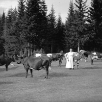 kulning-sebuah-tradisi-kuno-skandinavia-untuk-memanggil-ternak