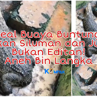 fenomena-langka-aneh-buaya-buntung-bukan-siluman-dan-juga-bukan-buaya-editan