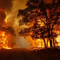 breaking-news-57-ribu-hektar-hutan-papua-dibakar-untuk-sawit