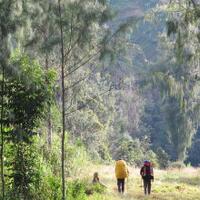 savepapua-trending-perusahaan-korsel-diduga-bakar-hutan-nyaris-seluas-seoul