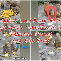 insident-lucu-anak-monyet-gagal-fokus-salah-emak-saat-rebutan-pisang-lah-kok-bisa