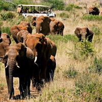 7-taman-safari-terkenal-di-dunia-yang-kudu-didatangi