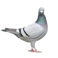 wow-fantastis-26-miliar-harga-dari-seekor-merpati-ini