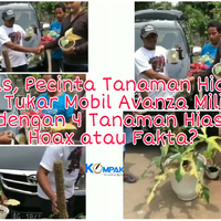 heboh-video-barter-4-tanaman-hias-dengan-sebuah-mobil-avanza-hoax-atau-fakta