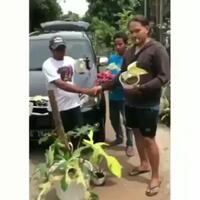 tanaman-hias-ditukar-mobil-avanza-wah-edan-cuy-crazy-rich-jatim