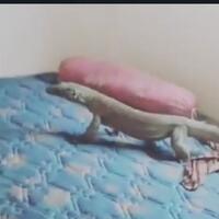 heboh-ada-komodo-di-atas-kasur-ranger-pulau-rinca