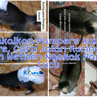 dipakaikan-pampers-karena-diare-cara-jalan-kucing-ini-bikin-netizen-ngakak-parah