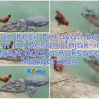 badan-kecil-bernyali-besar-ayam-ini-berani-injak-injak-mulut-buaya-tanpa-rasa-takut