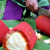 coc-reg-papua-6-buah-khas-papua-ini-unik-banget-loh-ada-yang-langka