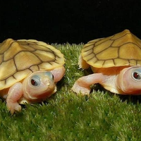 beda-kura-kura-daratan-dan-perairan-kura-kura-darat-kalau-kimpoi-berisik-banget