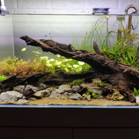 aquascape-for-everyone-learning-and-sharing---part-4