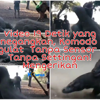 video-19detik-menegangkan-dua-komodo-raksasa-bergulat-tanpa-sensor-dan-settingan