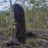 menhir-papua-ini-dibawa-ke-jakarta-eh-tiba-tiba-hilang-balik-ke-papua