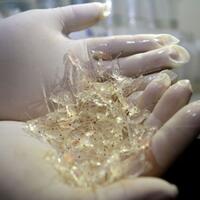 benih-lobster-strategis-plis-jangan-diekspor