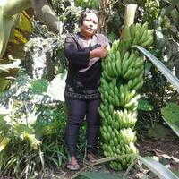 coc-reg-jember-petani-jember-juga-mulai-menamam-pisang-kok-bisa