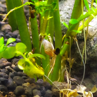 aquascape-for-everyone-learning-and-sharing---part-4