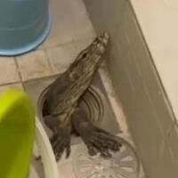 bikin-parno-viral-biawak-muncul-di-lubang-wc-saat-musim-hujan