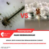 yuk-diskusi-apakah-jentik-nyamuk-bisa-makan-burayak-cupang