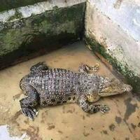 penampakan-aneh-tapi-nyata-langka-unik-ada-buaya-buntung-dan-putih-terekam-kamera
