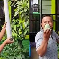 tips-kreatif-cara-ambil-mangga-dari-pohon-biar-aman-hanya-dengan-paralon