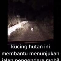 seekor-kucing-liar-menjadi-penunjuk-jalan-pengendara-yang-tersesat-di-hutan