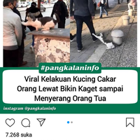 nggak-ada-akhlak-kucing-ini-mencakar-siapa-pun-yang-lewat-di-depannya