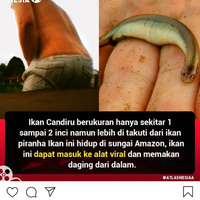 ini-dia-hewan-yang-lebih-berbahaya-dari-ikan-piranha