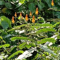 yuk-mengenal-tumbuhan-liar-di-sekitar-kita-2