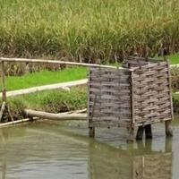 heboh-video-tiktok-sebuah-wc-terhubung-dengan-kolam-ikan-lele-netizen-pantes-gurih