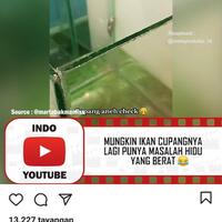 mendadak-ikan-ini-tak-mau-berada-di-air-netizen-mungkin-cupangnya-kesurupan