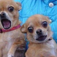 polisi-sita-mobil-komando-fpi-di-aksi-1812