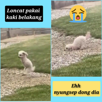 anjing-ini-tidak-mempunyai-kaki-depan-namun-tetap-riang-gembira-dan-lincah