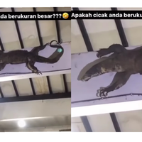 heboh-hewan-melata-besar-di-dinding-rumah-warga-biawak-atau-tokek