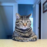 begini-sengkarut-sejarah-tanah-ponpes-markaz-syariah-fpi-di-megamendung