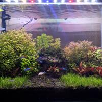 aquascape-for-everyone-learning-and-sharing---part-4