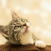 kenapa-kucing-wajib-kita-pelihara-lihat-3-alasan-penting-ini