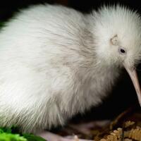 manukura-kiwi-putih-langka-yang-menginspirasi-buku-anak-anak-akhirnya-mati