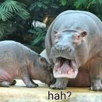 konyol-2000-orang-harus-tewas-hanya-karena-sebuah-ember-kayu