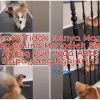 ternyata-tidak-hanya-manusia-yang-saling-body-shaming-anjing-juga-ada-belajar-dari
