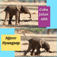 sungguh-menggemaskan-melihat-bayi-gajah-ini-belajar-berdiri-dan-berjalan