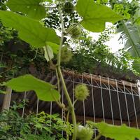 buah-liar-yang-mirip-dengan-markisah