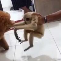 kasus-adu-owa-dengan-anjing-ditangani-propam-ini-kata-kapolres-pelalawan