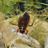 menjijikan-viral-seorang-pria-makan-ikan-mentah-bercampur-kecoa-hidup-kok-doyan-ya