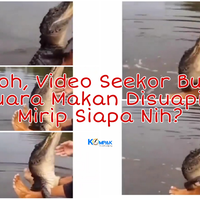 heboh-video-seekor-buaya-muara-besar-minta-makan-disuapin-mirip-siapa-nih-manjanya