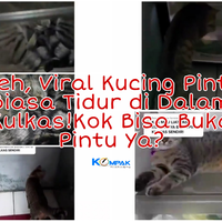 gokils-viral-video-kucing-pintar-terbiasa-tidur-di-dalam-kulkas-kok-bisa-masuk-ya