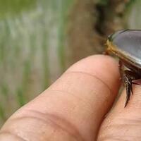 menjijikan-viral-seorang-pria-makan-ikan-mentah-bercampur-kecoa-hidup-kok-doyan-ya